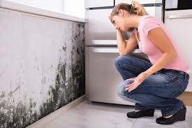 Highland Heights, OH Mold Prevention & Removal  Company